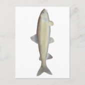 Mountain Whitefish Briefkaart (Voorkant)