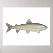 Mountain Whitefish Poster (Voorkant)