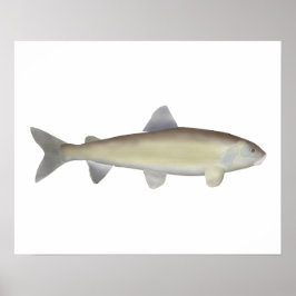 Mountain Whitefish Poster