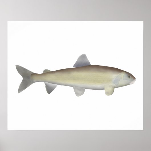 Mountain Whitefish Poster (Voorkant)