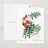MOUNTAINE ASH BOTANICAL BRIEFKAART (Voorkant / Achterkant)