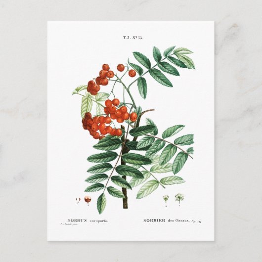 MOUNTAINE ASH BOTANICAL BRIEFKAART (Voorkant)