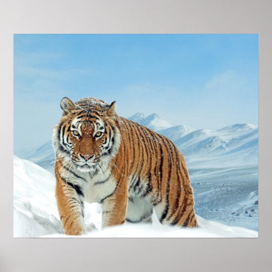 Mountains Tiger Winter Snow Natuur Foto Poster (Voorkant)