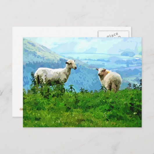 MOUNTAIRE SCHAPEN BRIEFKAART (Voorkant / Achterkant)