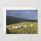 MOUNTAIRE SCHAPEN BRIEFKAART (Voorkant / Achterkant)