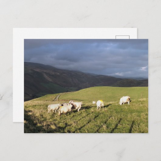 MOUNTAIRE SCHAPEN BRIEFKAART (Voorkant / Achterkant)