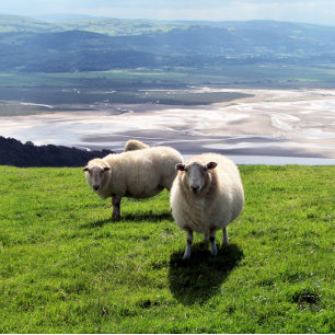 MOUNTAIRE SCHAPEN CANVAS AFDRUK