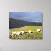 MOUNTAIRE SCHAPEN CANVAS AFDRUK (Voorkant)