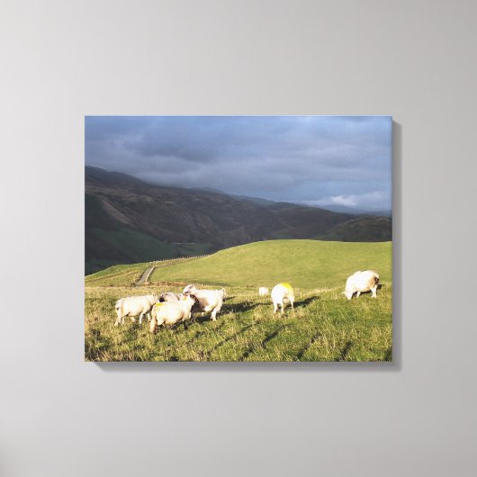 MOUNTAIRE SCHAPEN CANVAS AFDRUK (Voorkant)