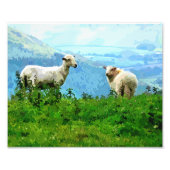 MOUNTAIRE SCHAPEN FOTO AFDRUK (Voorkant)