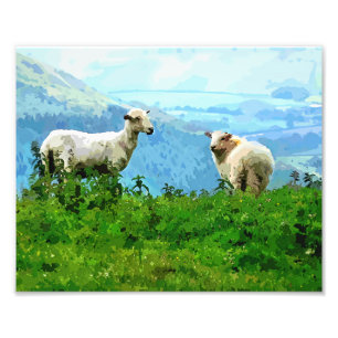 MOUNTAIRE SCHAPEN FOTO AFDRUK