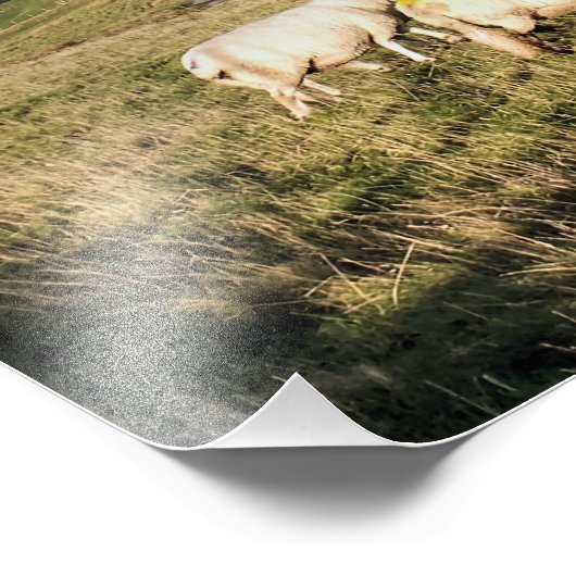 MOUNTAIRE SCHAPEN FOTO AFDRUK (Hoek)