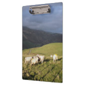 MOUNTAIRE SCHAPEN KLEMBORD (Links)