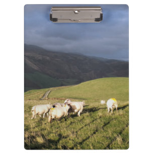 MOUNTAIRE SCHAPEN KLEMBORD