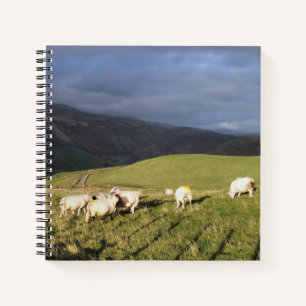 MOUNTAIRE SCHAPEN NOTITIEBOEK
