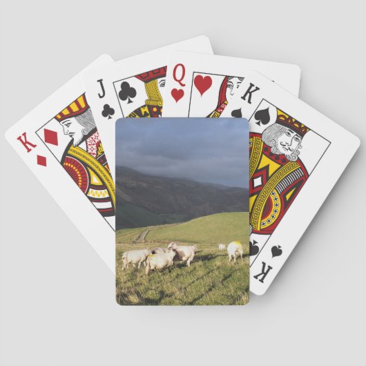 MOUNTAIRE SCHAPEN POKERKAARTEN (Achterkant)