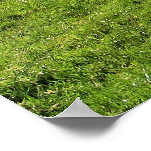 MOUNTAIRE SCHAPEN POSTER (Hoek)