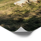 MOUNTAIRE SCHAPEN POSTER (Hoek)