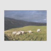 MOUNTAIRE SCHAPEN TISSUEPAPIER (Voorkant)