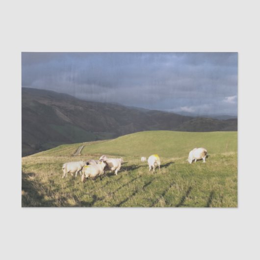 MOUNTAIRE SCHAPEN TISSUEPAPIER (Voorkant)