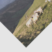 MOUNTAIRE SCHAPEN TISSUEPAPIER (Detail)