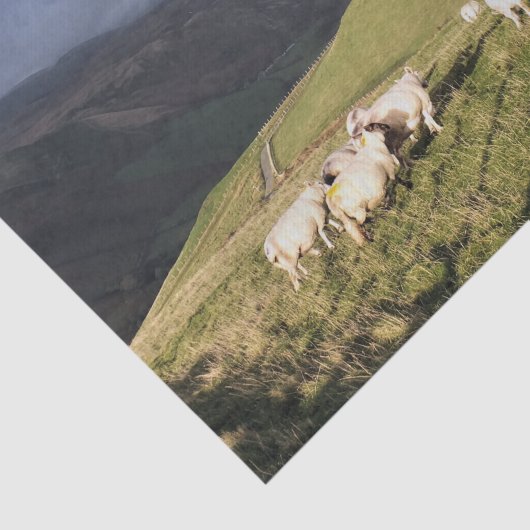 MOUNTAIRE SCHAPEN TISSUEPAPIER (Detail)