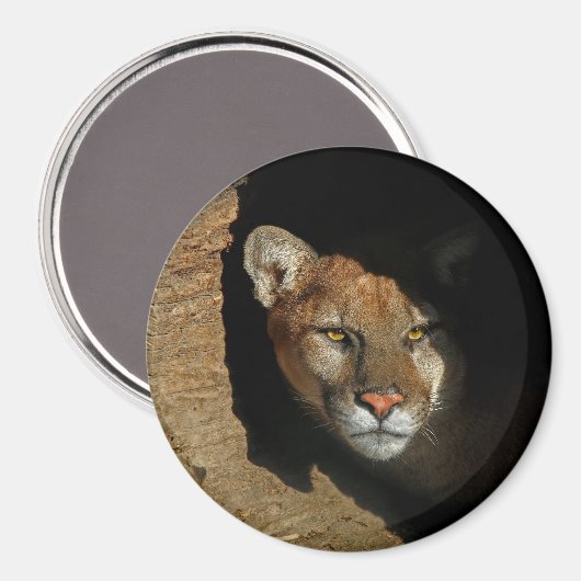 Mountian Leeuw Verbergen in log 3" magneet (Voorkant / Achterkant)