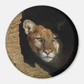 Mountian Leeuw Verbergen in log 3" magneet (Voorkant)