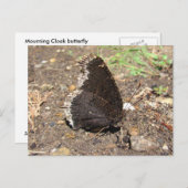 Mourning Cloak Butterfly ~ briefkaart (Voorkant / Achterkant)