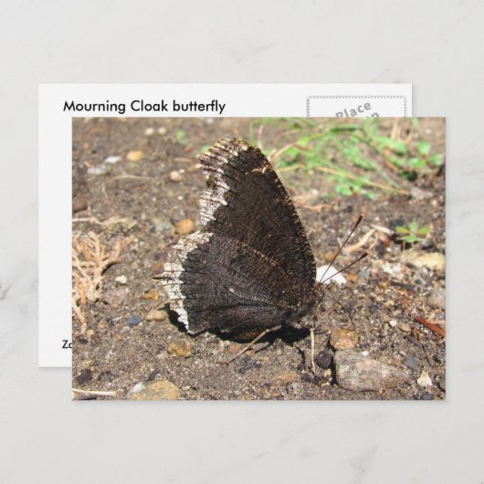 Mourning Cloak Butterfly ~ briefkaart (Voorkant / Achterkant)