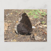 Mourning Cloak Butterfly ~ briefkaart (Voorkant)