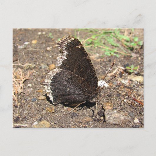Mourning Cloak Butterfly ~ briefkaart (Voorkant)