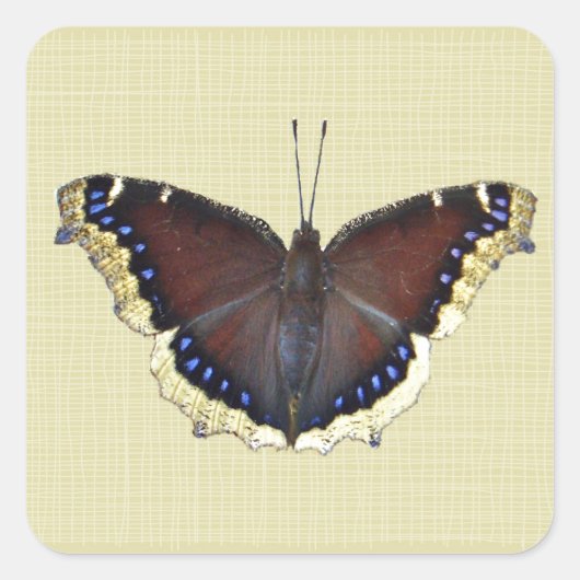 Mourning Cloak Butterfly - Nymphalis antiopa Vierkante Sticker (Voorkant)