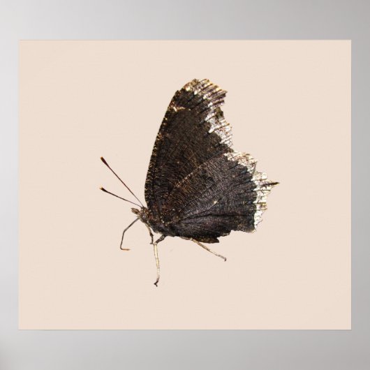 Mourning Cloak butterfly ~ print (Voorkant)
