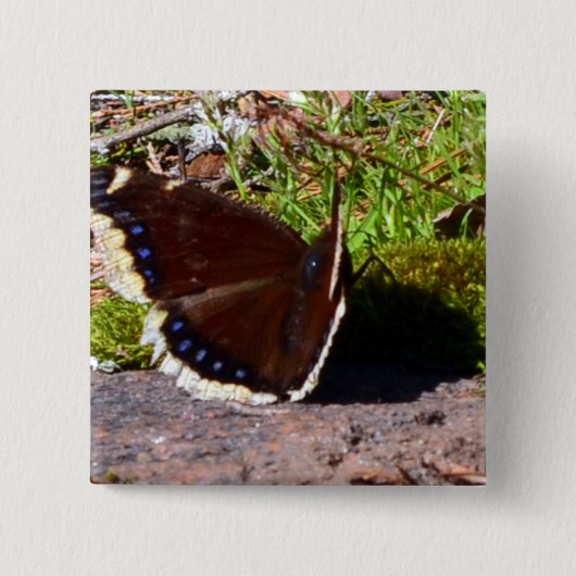 Mourning Cloak Butterfly Upclose Vierkante Button 5,1 Cm (Voorkant)