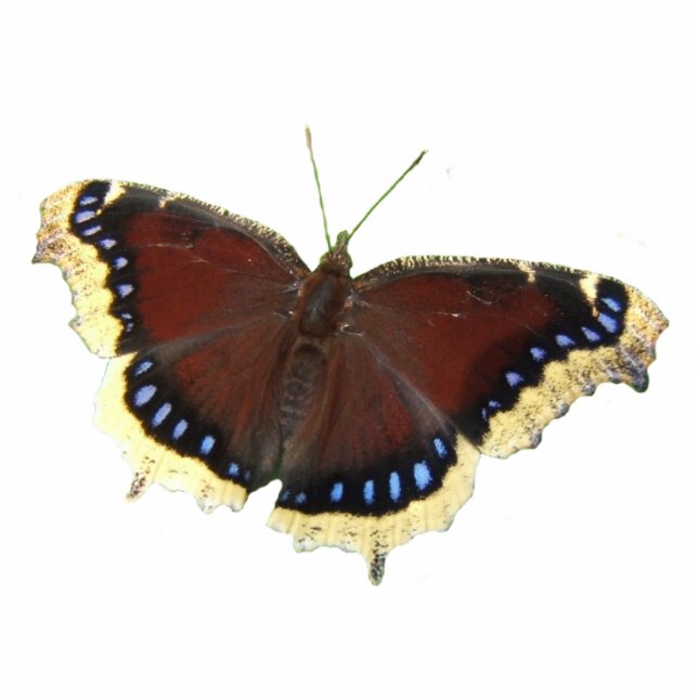 Mourning Cloak-vlinder ~ acryl Fotobeeldje Ornament (Voorkant)