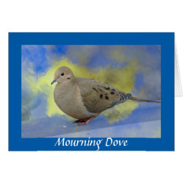 Mourning Dove