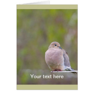 Mourning Dove