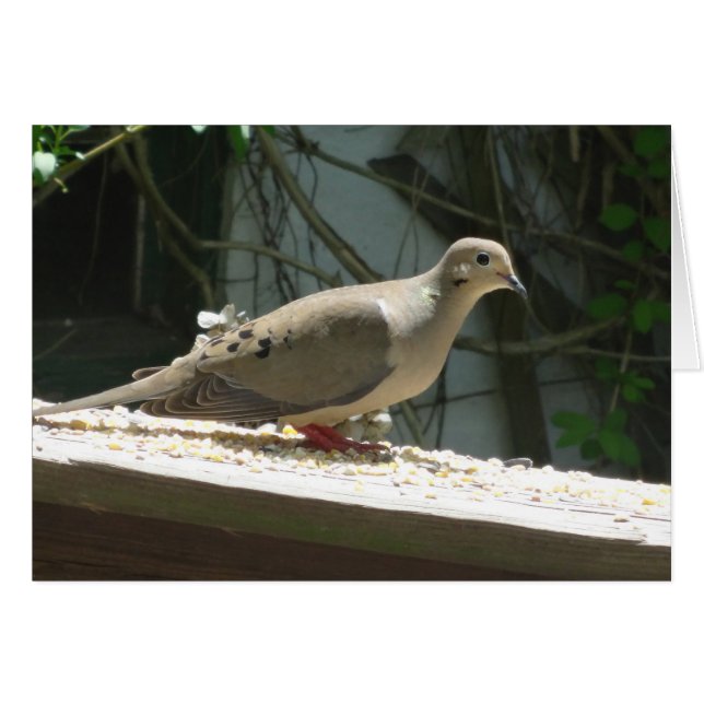 Mourning Dove (Voorkant Horizontaal)