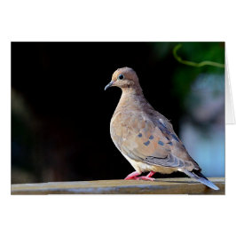 Mourning Dove