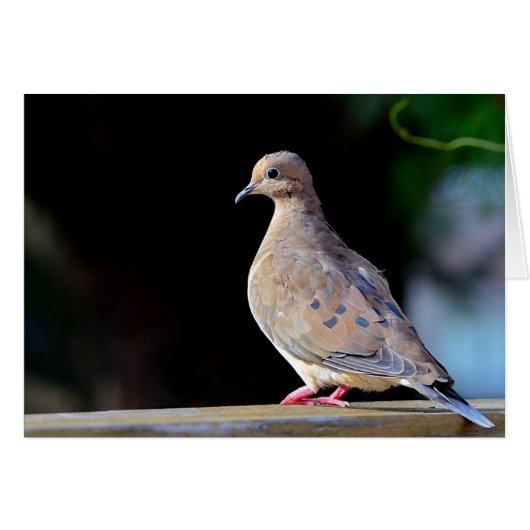 Mourning Dove (Voorkant Horizontaal)