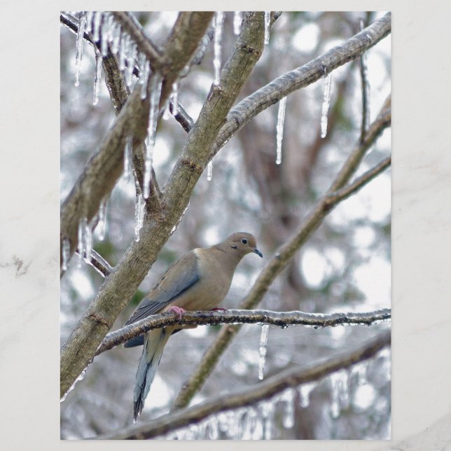 Mourning Dove (Voorkant)