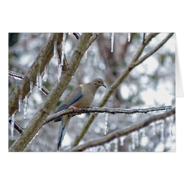 Mourning Dove (Voorkant Horizontaal)