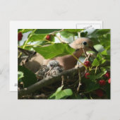 Mourning Dove and Baby Nesting in Mulberry Tree Briefkaart (Voorkant / Achterkant)