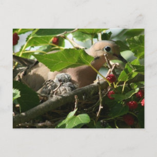 Mourning Dove and Baby Nesting in Mulberry Tree Briefkaart