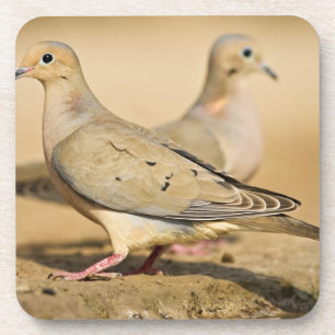 Mourning Dove Bier Onderzetter