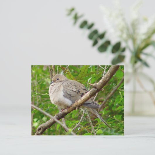 Mourning Dove Bird Briefkaart (Staand voorkant)
