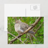 Mourning Dove Bird Briefkaart (Voorkant / Achterkant)