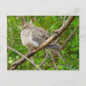 Mourning Dove Bird Briefkaart (Voorkant)