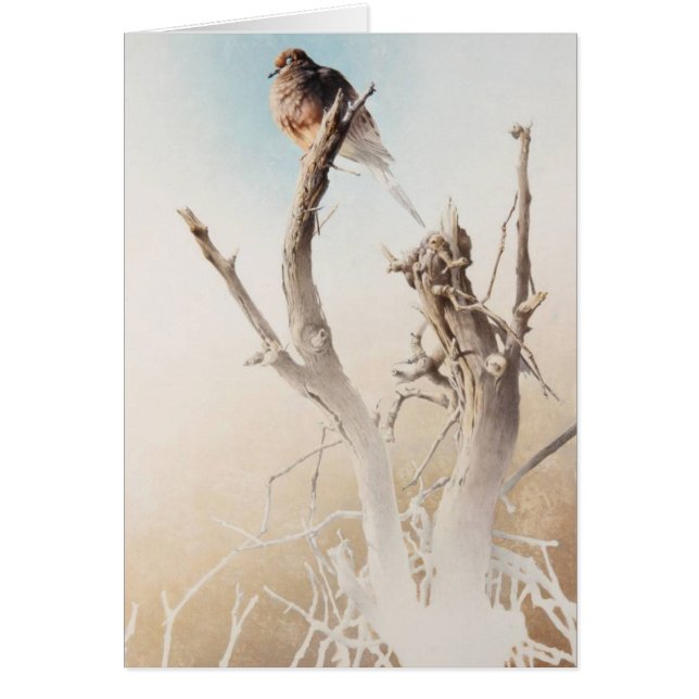 Mourning Dove Blank Card van Andrew Denman (Voorkant)
